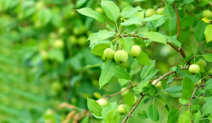 Apple tree. A branch of ripe green apples on a tree in the garden. Autumn garden, ready for harvest. Copy space