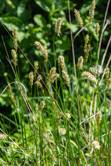 Anthoxanthum odoratum Poaceae family plant in spring at flowering time, selective focus