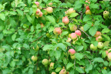 Ripe juicy apples hanging on branch in orchard garden. Close-up. Farming food harvest gardening. Selective focus
