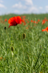Common names for Papaver rhoeas include corn poppy, corn rose, field, Flanders, red or common poppy