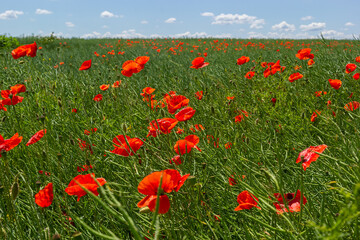 Common names for Papaver rhoeas include corn poppy, corn rose, field, Flanders, red or common poppy