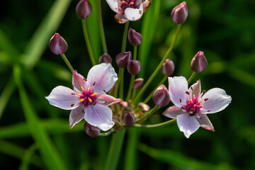 Fototapeta premium Butomus umbellatus, Flowering Rush. Wild plant shot in summer
