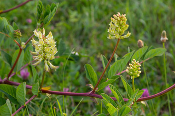 Astragalus Astragalus glycyphyllos grows in the wild