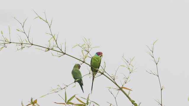 Close-up footage of (Plum-Headed Parakeet) A parrot's couple sitting on a tree