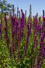 Obraz premium Background or Texture of Salvia nemorosa Caradonna Balkan Clary in a Country Cottage Garden in a romantic rustic style