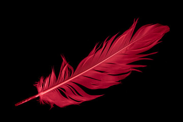 a red goose feather on a black isolated background