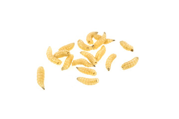 fly larvae on a white isolated background