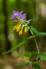 Melampyrum. Field flower. The flower of a cowwheat growing on a summer meadow