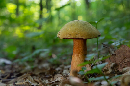 Suillellus luridus, formerly Boletus luridus, commonly known as the lurid bolete with forest trees in the background