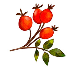 Watercolor Rose Hips. Hand Drawn Illustration Organic Food Vegetarian Ingredient