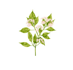 Branch of pink flower blossom with leaves  watercolor style for Decorative Element