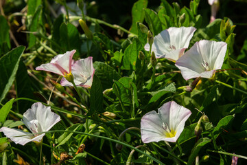 Field bindweed, Convolvulus arvensis European bindweed Creeping Jenny, Possession vine herbaceous perennial plant with open and closed white flowers surrounded with dense green leaves