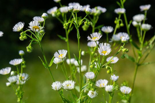 Annual fleabane Erigeron annuus, Daisy fleabane Eastern daisy fleabane herbaceous plant with closed flower buds and open blooming flowers consisting of bright white petals growing from yellow