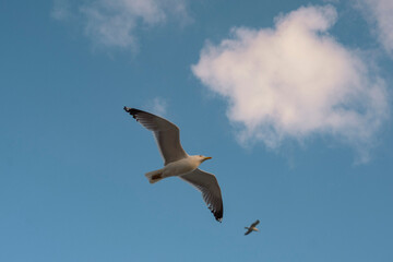 seagull in flight