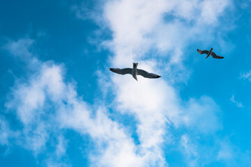 seagull in the sky