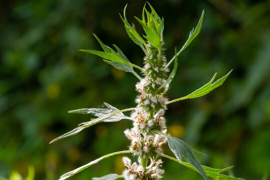 Leonurus cardiaca, known as motherwort. Other common names include throw-wort, lion's ear, and lion's tail. Medicinal plant. Grows in nature