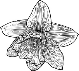 Daffodil Flower In Woodcut Etching Style - obrazy, fototapety, plakaty