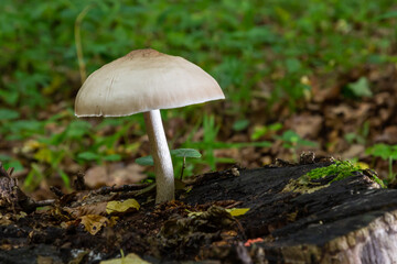 Volvariella gloiocephala is alsno known as big sheath mushroom, rose-gilled grisette or stubble rosegill