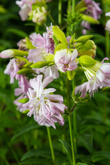 Saponaria officinalis white flowers in summer garden. Common soapwort, bouncing-bet, crow soap, wild sweet William plant