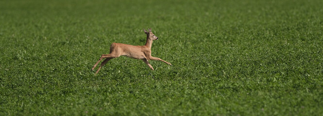 roe deer in a jump against the background of a green field