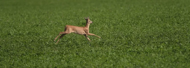 Fototapeten roe deer in a jump against the background of a green field © Юрий Горид