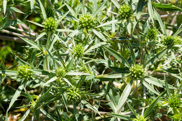 Details of Field eryngo or Eryngium campestre growing in a nature area