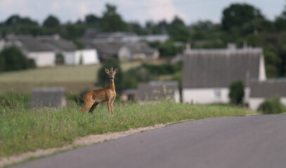 a young roe deer crosses the road