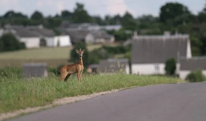 Raamstickers a young roe deer crosses the road © Юрий Горид