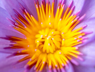 Pollens of blossom purple lotus flower with selective focus.