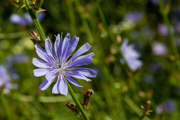 Blooming chicory, common chicory Cichorium intybus. Honey plant, nectar and pollen. Coffee substitute. Used in confectionery, canning production, appetite drinks, infusion of chicory inflorescence