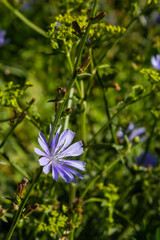 Blue flowers of chicory on the background of the summer landscape