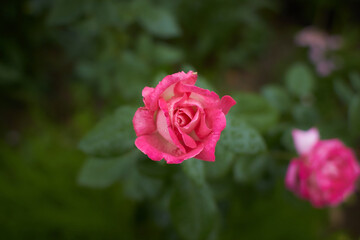 A rose in button with a coral color. Day shooting, outdoor and without character. Front view.