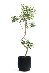 観葉植物、フィカス・ルビギノサ（フランスゴム）の鉢植え【白背景】