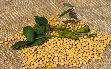 Ripe soybean seeds with unripe soybeans in the pod. Soybeans, close. A stalk with green soybean...