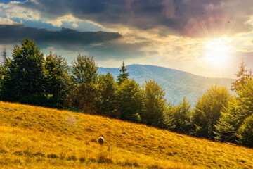 mountain landscape at sunset. beech forest on the grassy meadow in evening light. last days of...