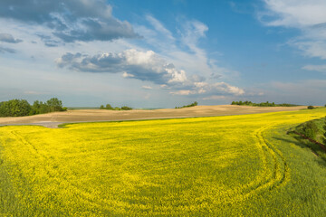 Fototapeta na wymiar Blue sky background with big white striped clouds in rapeseed field