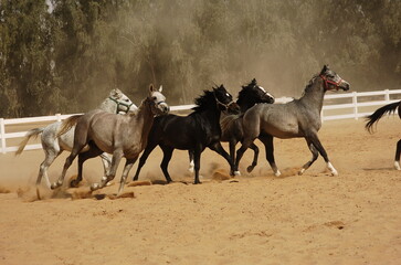 group of purebred Arabian horses racing in the track with all their strength and beauty