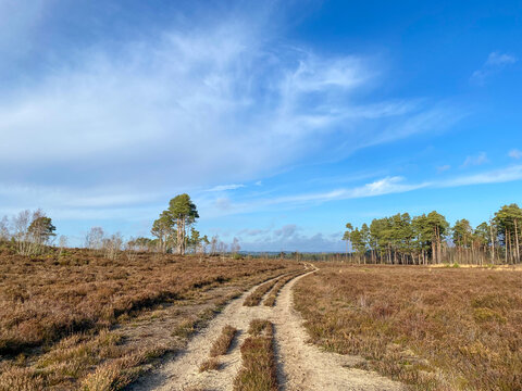 Wide Sandy Heathland Public Footpath at Thursley Common Nature Reserve