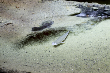 Four-eyed fish (Anableps anableps) in aquarium