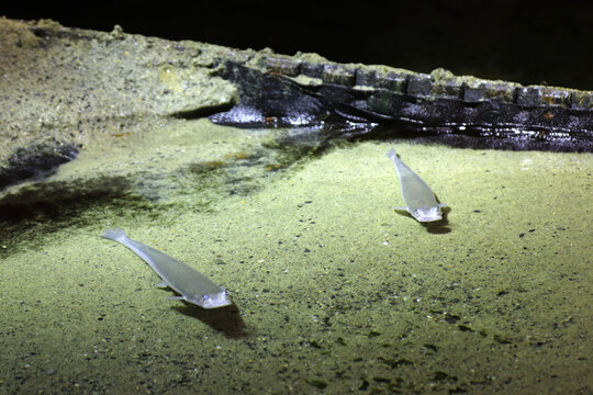 Four-eyed fish (Anableps anableps) in aquarium