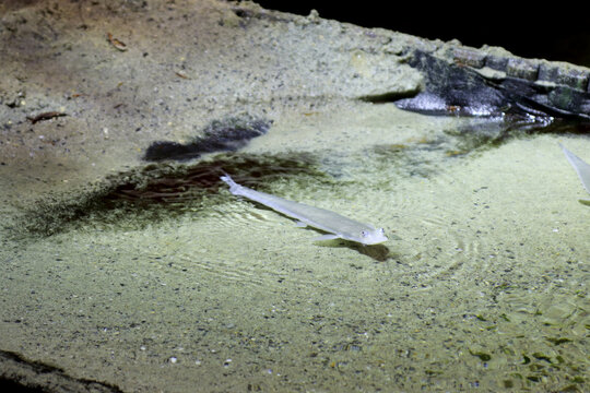 Four-eyed fish (Anableps anableps) in aquarium
