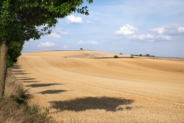 Paysage de champs de blé vallonnés, bordés par une rangée d'arbres