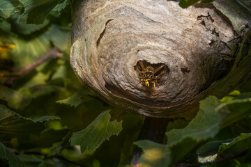 Wespennest auf Haselzweigen. The median wasp (Dolichovespula media) macro. Place for text.