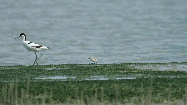 Small Kluut chick chase mother walking along water edge; profile slow motion