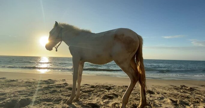Beautiful and amazing shot of a white horse by the sea in the middle of an orange sunset in Mancora beach, Per&uacute;.