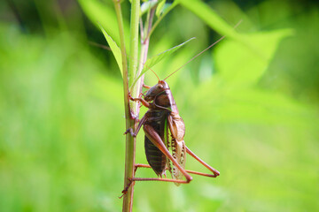 鳴いているキリギリスのオス
