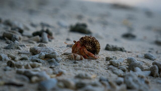 Closeup of a hermit crub isolated on the beachwith white sand and pebbles