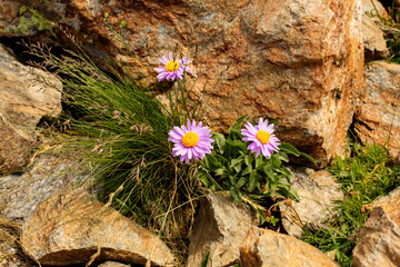 a bush of lonely purple daisies are knocked out of mountain rocks