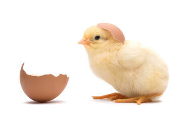 Little chick with egg shell isolated on white background - obrazy, fototapety, plakaty