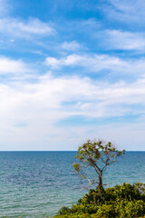 Fototapeta na wymiar scenic view of lonely tree in the island with blue ocean landscape background